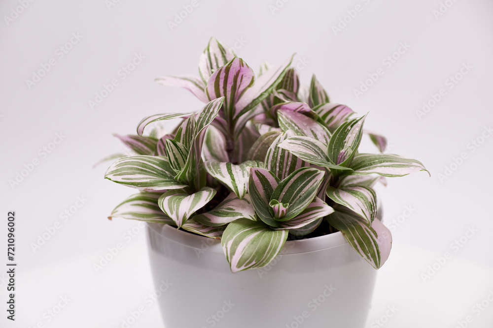 Potted Tradescantia house plant in white pot on light grey background Potted Tradescantia house plant in white pot on light grey background