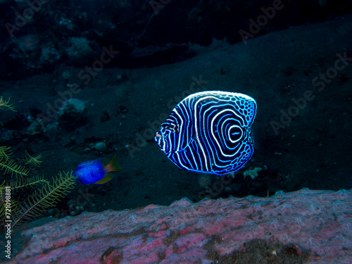 Juvenile Angelfish 