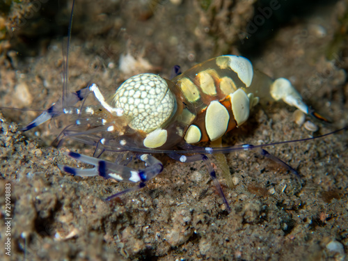 Anemone Shrimp