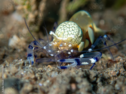 Anemone Shrimp