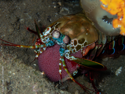Peacock Mantis Shrimp (Holding Eggs)