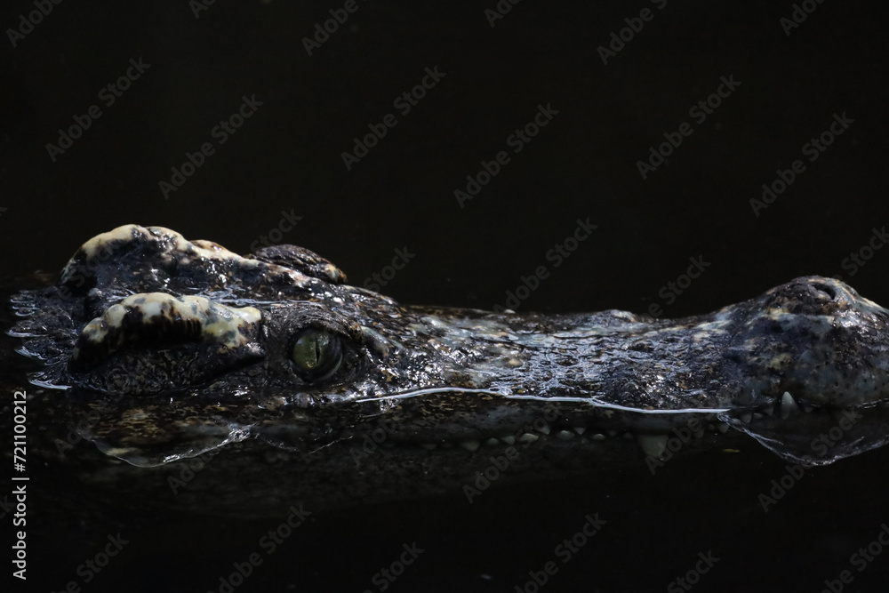 Close up head the crocodile on the blackriver