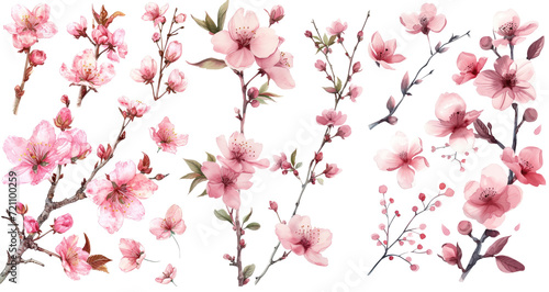 Set of watercolor pink blossom illustration PNG element cut out transparent isolated on white background ,PNG file ,artwork graphic design.
