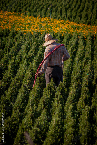 Vertical image of a field worker watering small pine trees at a nursery wearing a straw hat