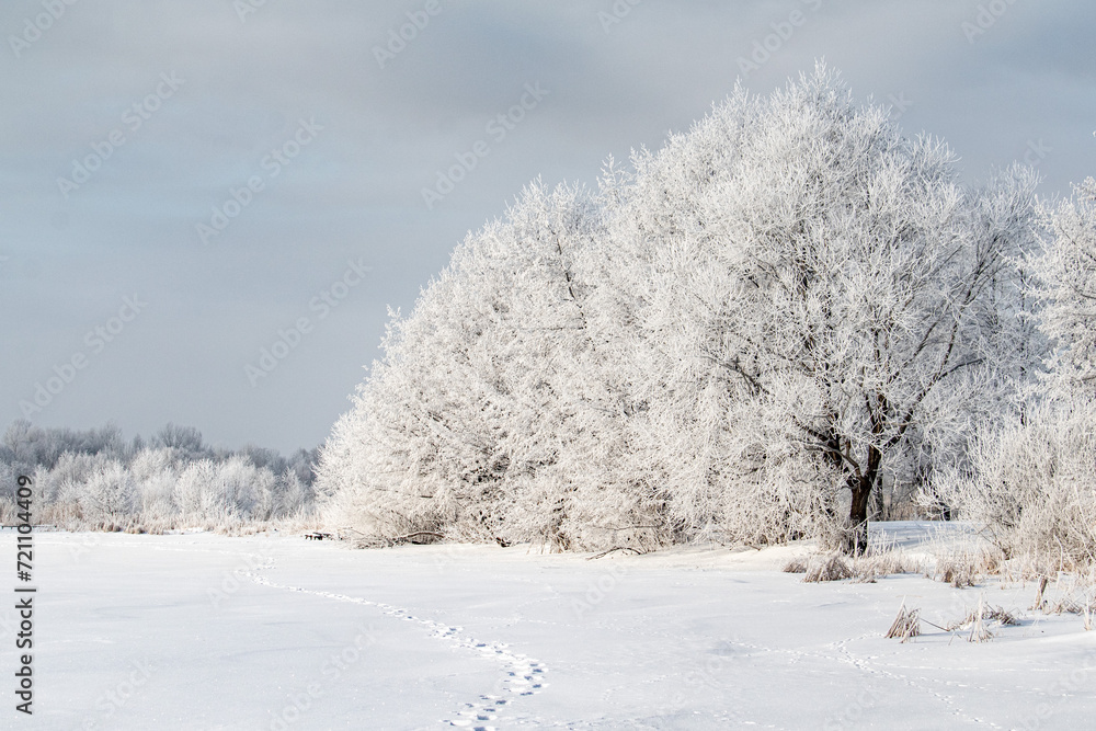 Snow-covered trees, winter landscape. Trees Natural background. Snow-covered trees, winter landscape. Trees Natural background.