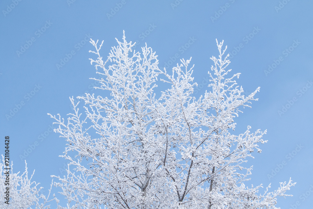 Tree branches covered with white frost against a blue sky. Tree branches covered with white frost against a blue sky.