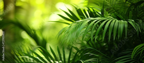 Small Palm Plant  A Delicate Green Oasis with Small Palm Plantation Bliss