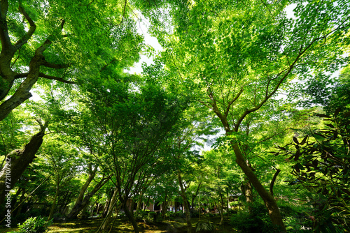 新緑の頃の圓光寺の境内風景