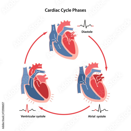 Scheme of the phases of the cardiac cycle with their phases on the cardiogram. Circulation of blood through the heart. Vector illustration in flat style
