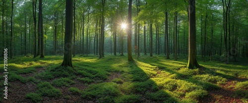 Summer Forest Panorama Trees Green Grass  Wallpaper Pictures  Background Hd