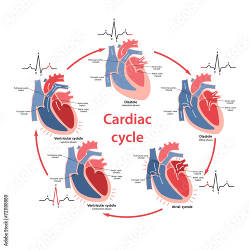 Diagram of the phases of the cardiac cycle with their phases on the cardiogram with main parts labeled. Circulation of blood through the heart. Vector illustration in flat style