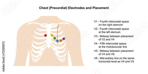 Electrocardiogram. Chest (Precordial) Electrodes and Placement with main parts labeled. Heart cardiogram. Vector illustration in flat style isolated on white background