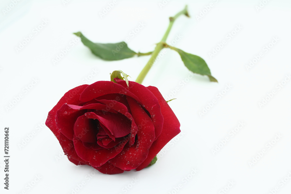 Fototapeta premium Red rose and water drops.