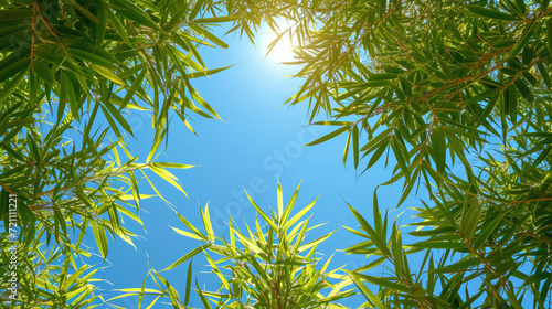 Shot of bamboo branches against blue sky 