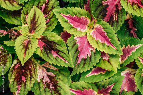 Closeup green and red Plectranthus Scutellarioides or Coleus leaves background