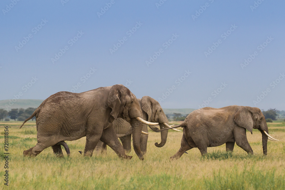 Wielkie słonie na afrykańskiej sawannie w Amboseli Kenia - obrazy, fototapety, plakaty 