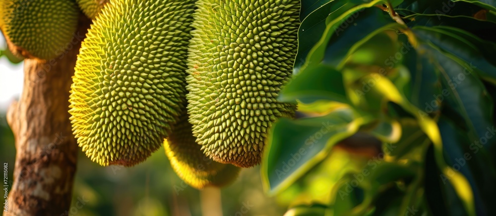 Nature's anticipation of transformation - unripe jackfruit on tree. Nature's anticipation of transformation - unripe jackfruit on tree.