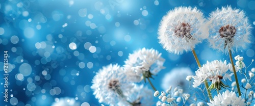 Abstract Flower  Dandelion  Wallpaper Pictures  Background Hd
