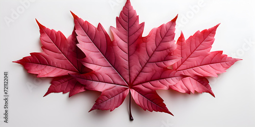red maple leaves isolated on white background
