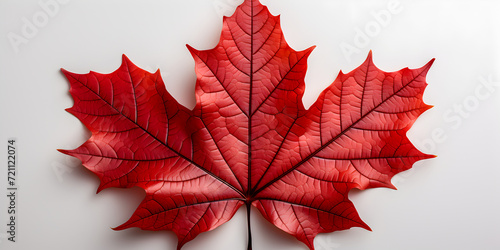 red maple leaves isolated on white background
