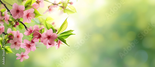 A beautiful springtime background with pink blossoms  creates a serene and natural scene.