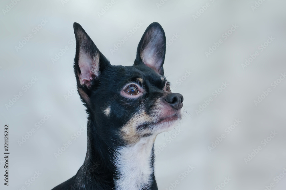 A close-up view of the face of a black Chihuahua dog, gazing towards the horizon against a clear background.