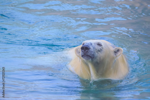 A polar bear, the sizable bear native to the Arctic and nearby regions, can often be seen swimming in its natural habitat.
