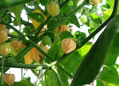 Detail of cape goosberry fruit, lat.  Physalis peruviana, in the garden, blurred background. Also known as ground cherries or winter cherry.