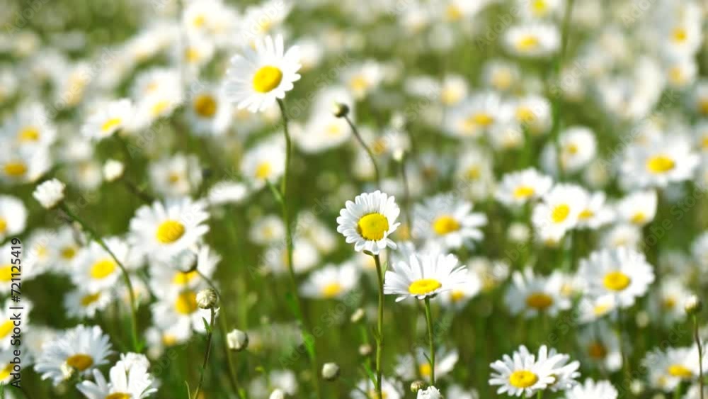 Chamomile. White daisy flowers in a field of green grass sway in the wind at sunset. Chamomile flowers field with green grass. Close up slow motion. Nature, flowers, spring, biology, fauna concept Chamomile. White daisy flowers in a field of green grass sway in the wind at sunset. Chamomile flowers field with green grass. Close up slow motion. Nature, flowers, spring, biology, fauna concept