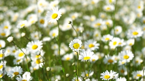 Chamomile. White daisy flowers in a field of green grass sway in the wind at sunset. Chamomile flowers field with green grass. Close up slow motion. Nature, flowers, spring, biology, fauna concept