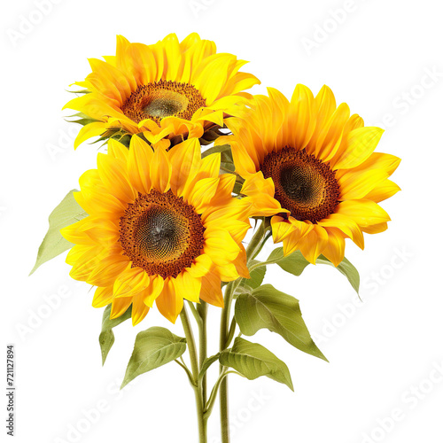 Bright yellow sunflowers in full bloom  cut out