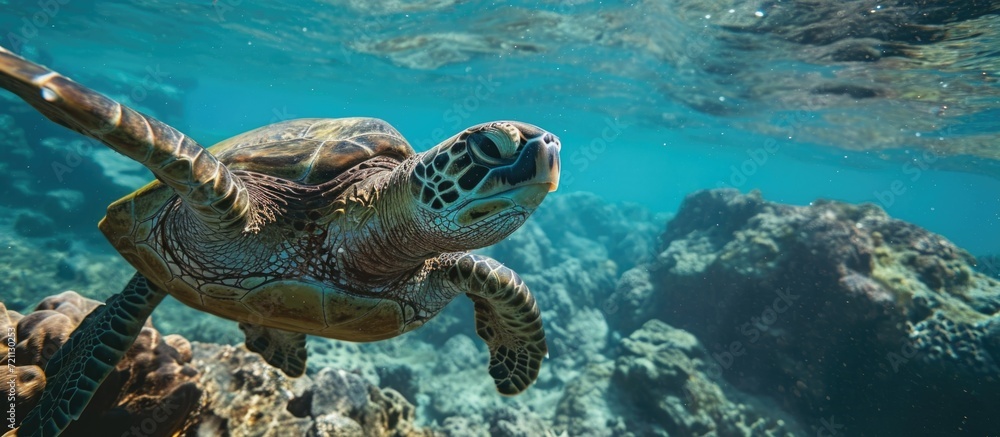 Fototapeta premium Hawaii's green sea turtles swimming in the ocean.