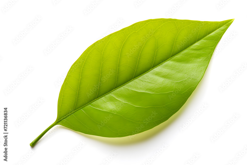 Obraz premium Citrus Leaf Isolated on White Background