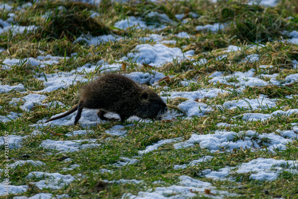 Obraz premium Nutria on a snow-covered meadow