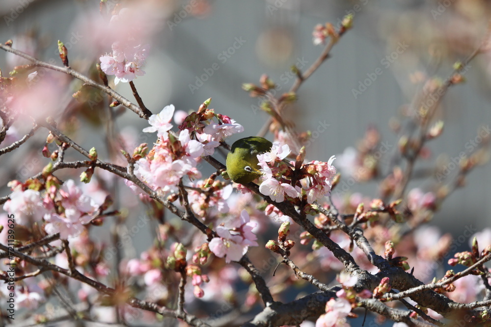 桜の花とメジロ 桜の花とメジロ