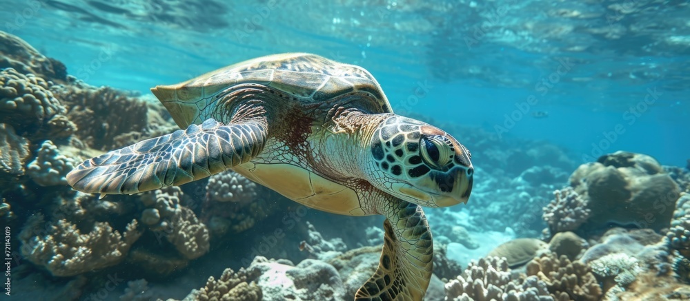 Obraz premium Egypt is home to sea turtles that are green and live in the Red Sea.