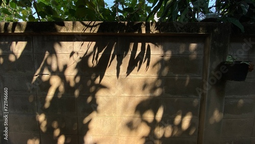 sunset in the park, mango tree shadow on the old wall. © Sarah Saa