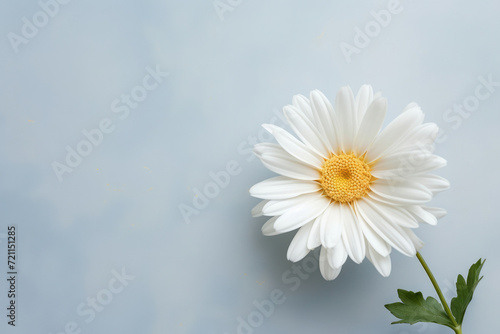 Summer beauty nature blooming chamomile daisy background floral spring flower white plant