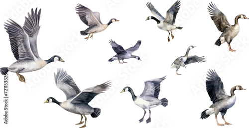 set of watercolor illustrations bird wild geese, on a white background.