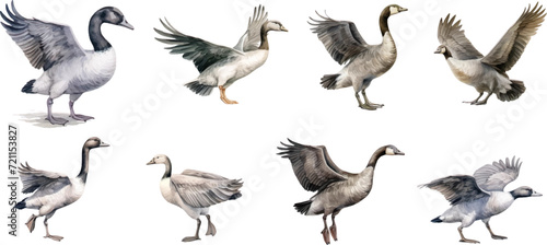 set of watercolor illustrations bird wild geese, on a white background.