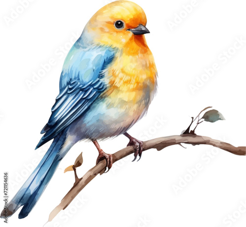 watercolor illustrations bird on a white background.