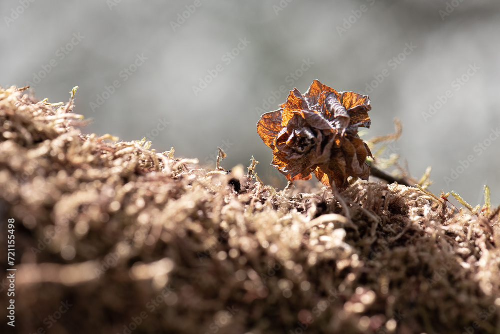Withered flower Withered flower