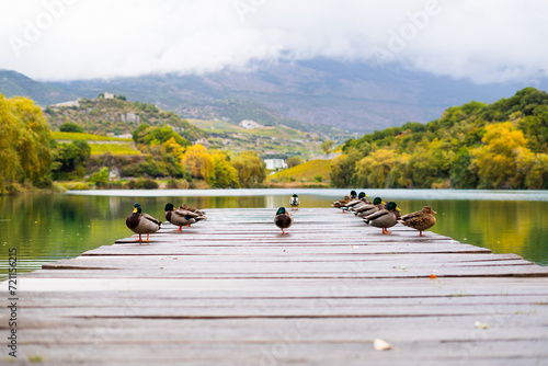 Beautiful autumn landscape with lake and wild ducks on wooden pier/jetty