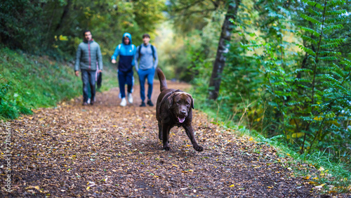 Chocolate labrador retriever walking in the autumn forest