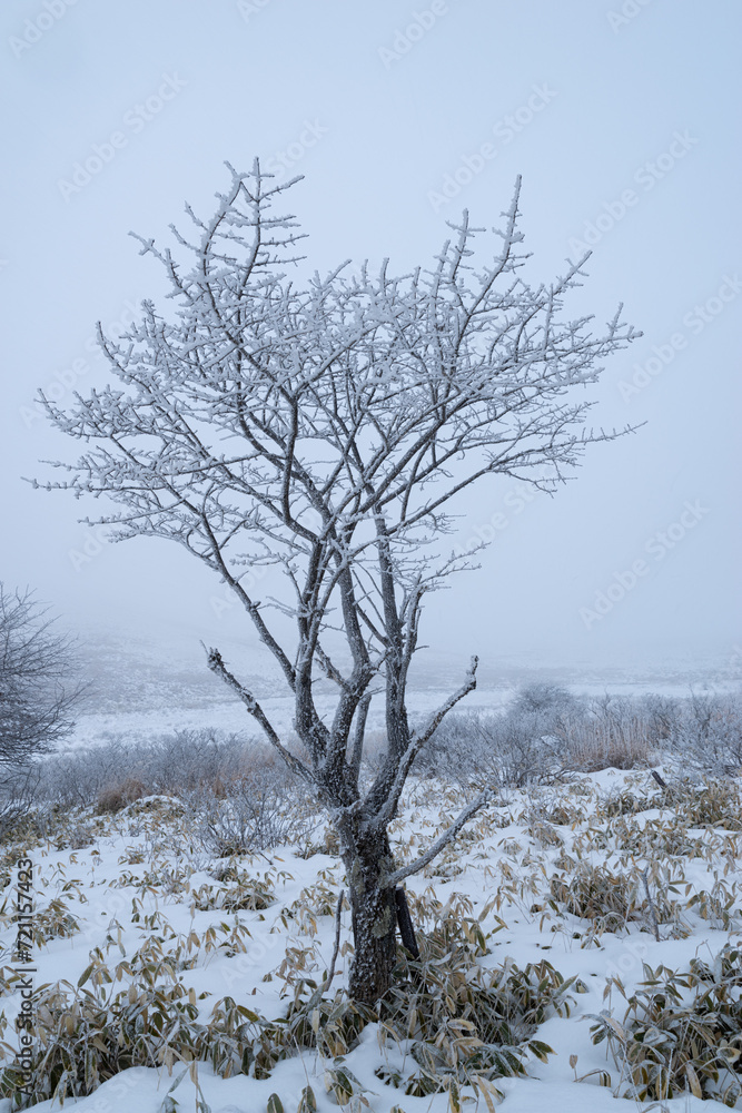 Fototapeta premium 高原の雪景色 霧ヶ峰高原
