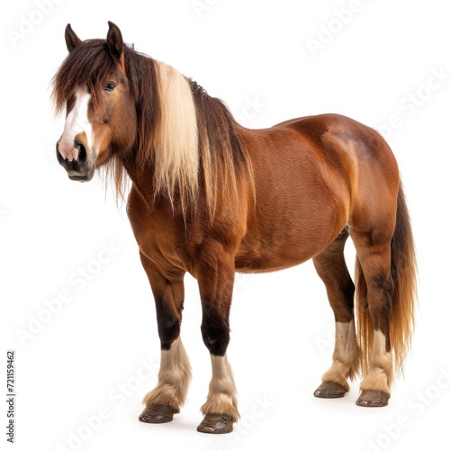 Belgian Horse in natural pose isolated on white background, photo realistic