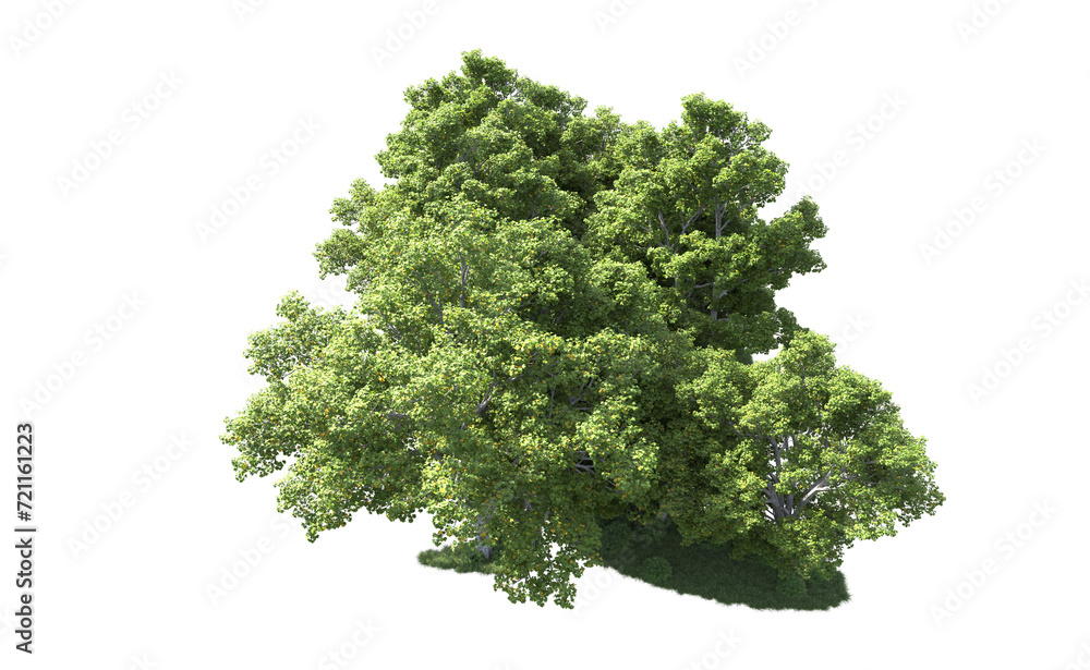 Fototapeta premium Green forest isolated on background. 3d rendering - illustration