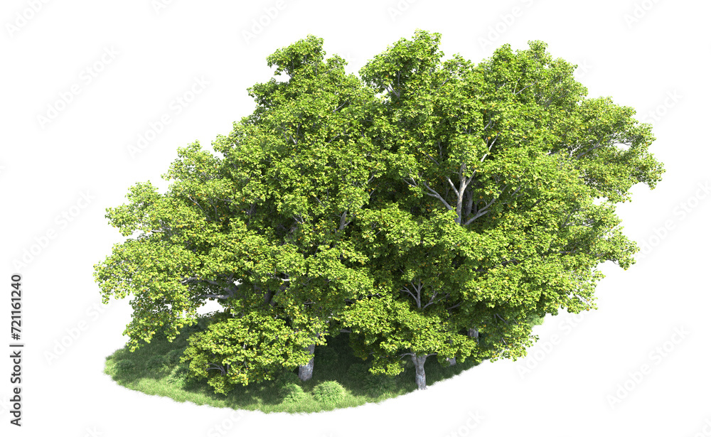 Fototapeta premium Green forest isolated on background. 3d rendering - illustration