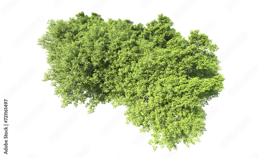 Green forest isolated on background. 3d rendering - illustration Green forest isolated on background. 3d rendering - illustration