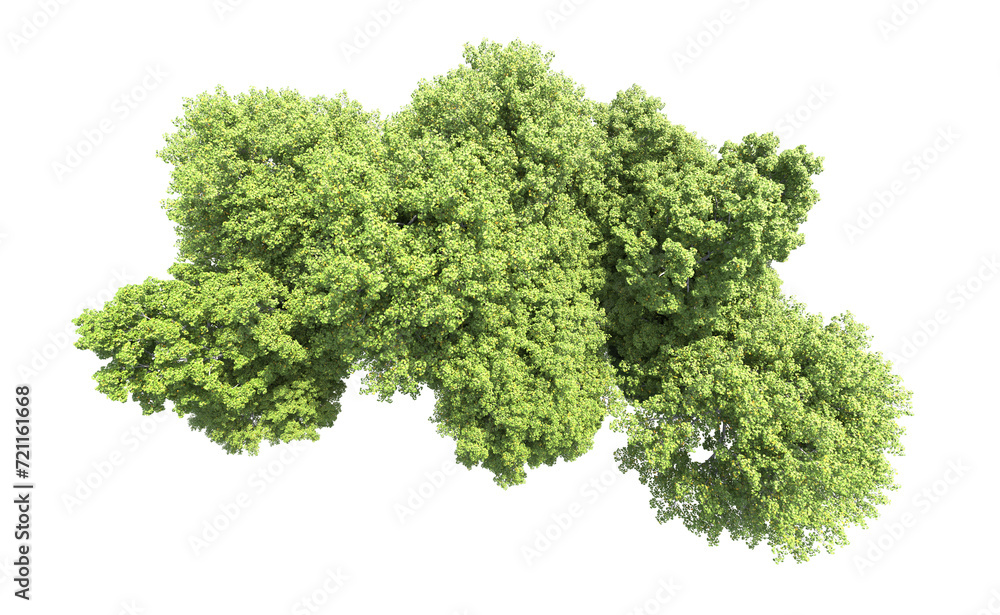 Fototapeta premium Green forest isolated on background. 3d rendering - illustration
